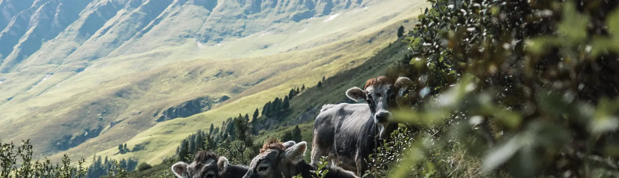 Naturimpression in den Bergen | © DAV/Marcel Dambon